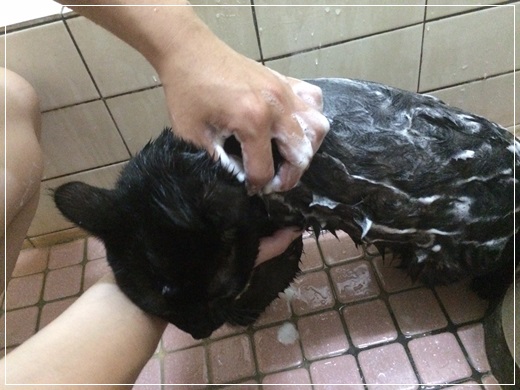 【台灣手工皂品牌推薦】私心推薦介紹~寵物用手工皂推薦品牌，讓寶貝寵物們用的手工皂，超詳細品牌介紹讓寶貝們洗澡無負擔~